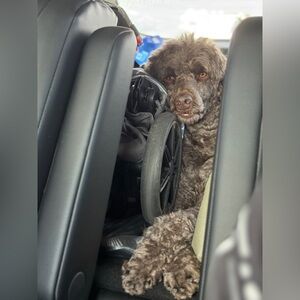 Meet your Posher, Anh